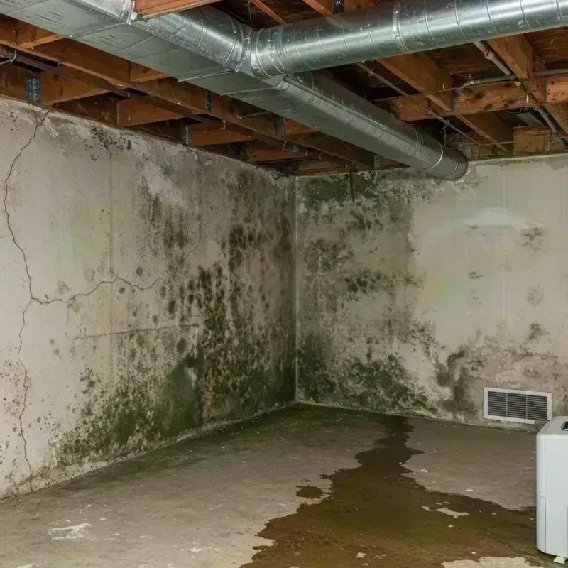 Professional Mold Removal in Massac County, IL